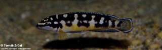 Julidochromis transcriptus! 'Kissi'.jpg