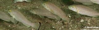 Lamprologus callipterus 'Mtosi Bay'.jpg