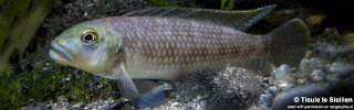 Lamprologus callipterus! (Burundi).jpg