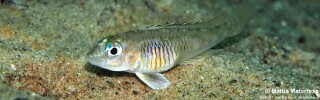 Lamprologus laparogramma 'Ngosa Point'.jpg