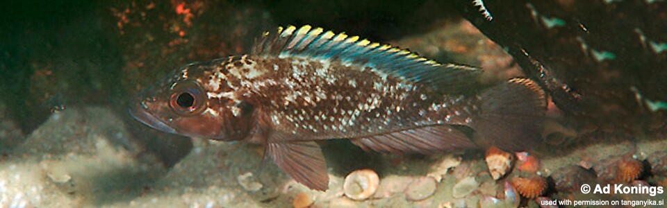 Lamprologus lemairii 'Maleza (Mamalesa) Island'<br><font color=gray>Lepidiolamprologus lemairii 'Maleza (Mamalesa) Island'</font> 