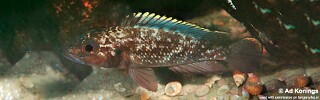 Lamprologus lemairii 'Maleza (Mamalesa) Island'.jpg