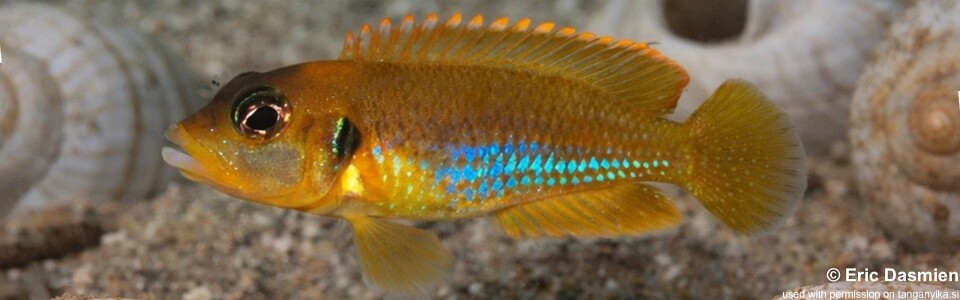 Lamprologus ocellatus (Gold)