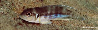 Lamprologus ocellatus 'Ngosa Point'.jpg
