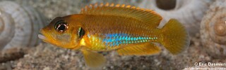 Lamprologus ocellatus! 'Gold'.jpg