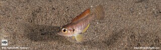 Lamprologus ocellatus! 'Red Gold'.jpg