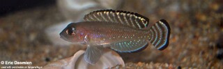Lamprologus ornatipinnis! 'Burundi'.jpg