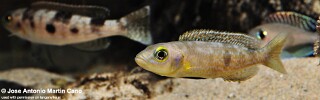 Lepidiolamprologus attenuatus! 'Zambia'.jpg