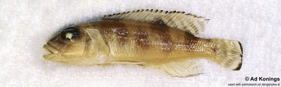 Lepidiolamprologus meeli 'Katibili'