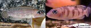Lepidiolamprologus cf. meeli! 'Congo'.jpg