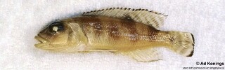 Lepidiolamprologus meeli 'Katibili'.jpg
