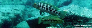 Lepidiolamprologus mimicus 'Kipili'.jpg