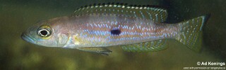 Lepidiolamprologus pleuromaculatus 'Makombe'.jpg