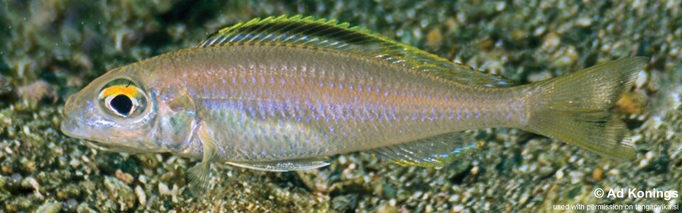Lestradea perspicax 'Kawasindi Island'<br><font color=gray>Cardiopharynx sp. 'kabimba' Kawasindi Island</font>