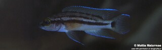 Neolamprologus bifasciatus 'Jakobsens Beach'.jpg