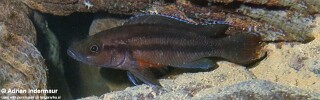 Neolamprologus bifasciatus 'Mucansi'.jpg