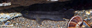 Neolamprologus bifasciatus! 'Burundi'.jpg
