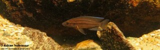 Neolamprologus bifasciatus! 'Southern Tanzania'.jpg