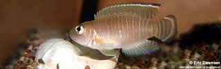 Neolamprologus brevis 'Mtoto'.jpg