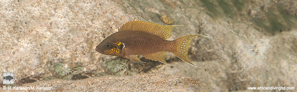 Neolamprologus brichardi 'Kapumpuli'<br><font color=gray>Princess Gold</font>