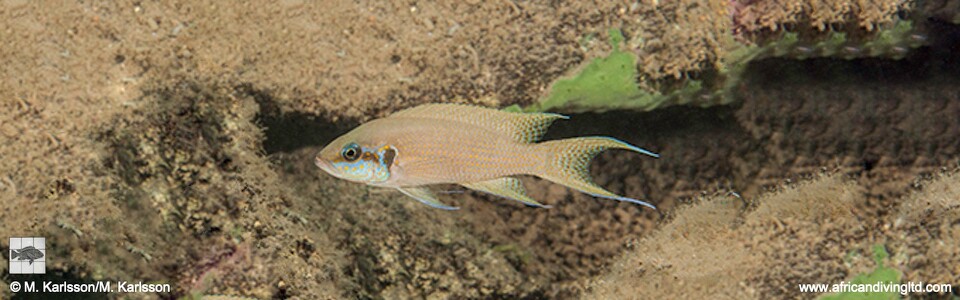 Neolamprologus brichardi 'Namlimba (Nganga) Point'