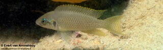 Neolamprologus brichardi 'Chisanse Beach'.jpg