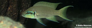 Neolamprologus brichardi 'Kala'.jpg