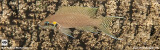 Neolamprologus brichardi 'Segunga'.jpg