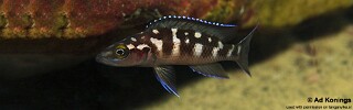 Neolamprologus buescheri 'Nzwema'.jpg