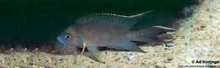Neolamprologus calliurus! 'Chikalakate'.jpg