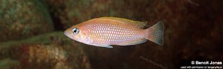 Neolamprologus caudopunctatus 'Maleza (Mamalesa) Island'.jpg