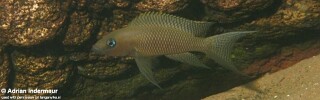 Neolamprologus chitamwebwai 'Jakobsens Beach'.jpg