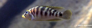 Neolamprologus fasciatus 'Katili'.jpg