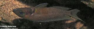 Neolamprologus furcifer 'Ifala' (Mattia Matarrese).jpg