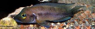Neolamprologus furcifer! 'Burundi'.jpg