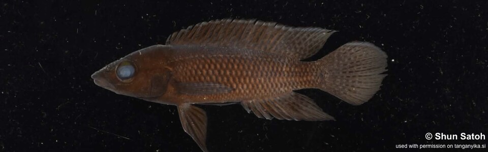 Neolamprologus labrosus 'Kasenga'