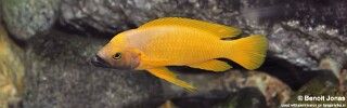 Neolamprologus leleupi! 'Black Throat'.jpg