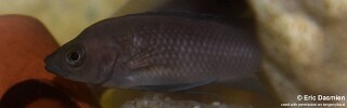 Neolamprologus leleupi! 'Wimbi'.jpg