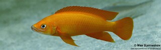 Neolamprologus longior.jpg