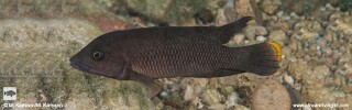 Neolamprologus cf. modestus 'Maleza (Mamalesa) Island'.jpg