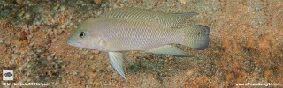 Neolamprologus cf. modestus 'Mtosi Bay'! (Point).jpg