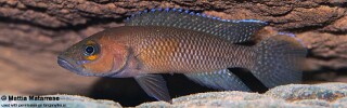Neolamprologus niger 'Jakobsens Beach'.jpg