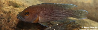 Neolamprologus niger 'Kiriza'.jpg