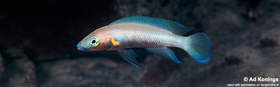 Neolamprologus nigriventris 'Kiku'
