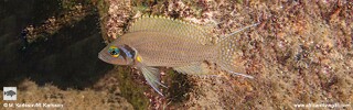Neolamprologus pulcher 'Katili'.jpg