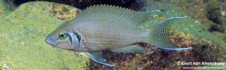Neolamprologus pulcher 'Mutondwe Island'.jpg