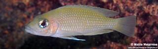 Neolamprologus sp. 'caudopunctatus kipili' Mtosi Bay.jpg