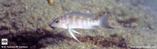 Neolamprologus sp. 'eseki' Mwaka Bay.jpg