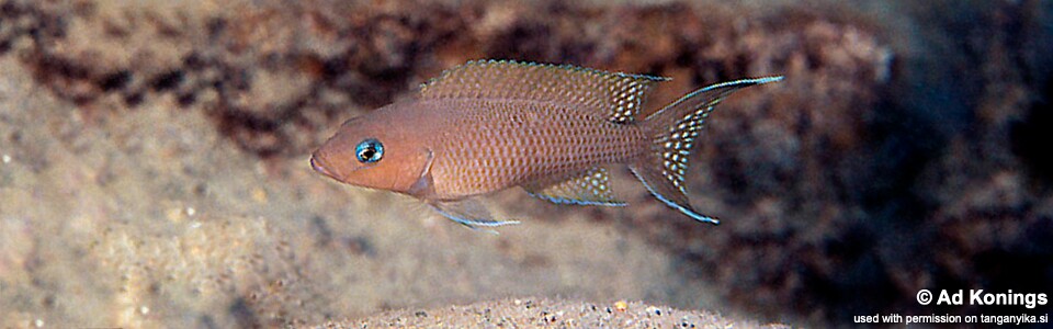 Neolamprologus sp. 'gracilis tanzania' Siyeswe Bay