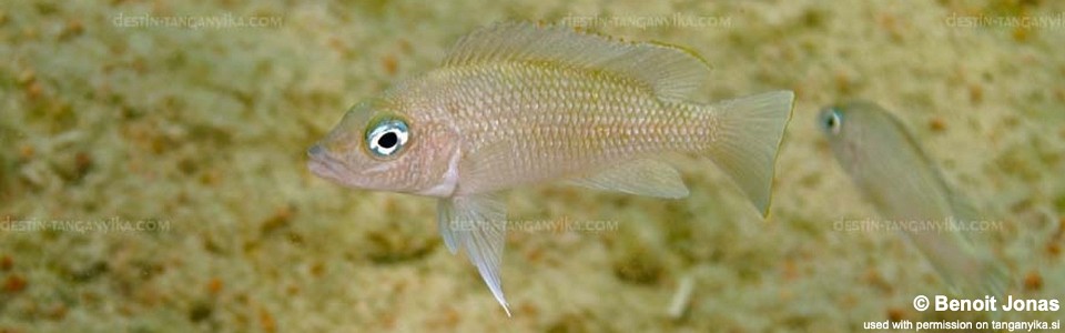 Neolamprologus sp. 'caudopunctatus kipili' Cape Mpimbwe